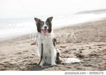 Black and white border collie sitting on the sandy beach 80906278