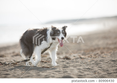 走在沙灘的黑白邊境牧羊犬 走在沙灘的黑白邊境牧羊犬 80906430