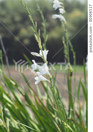 Gladiolus-style white flowers 80906517