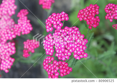 Dark pink Achillea 80906525