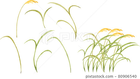 Japanese pampas grass parts drawn in watercolor 80906540
