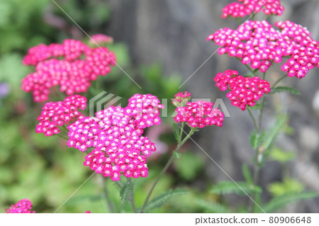 深粉紅色的Achillea 深粉紅色的Achillea 80906648