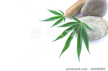 Cannabis or hemp plant leaves with stones isolated on white 80906865