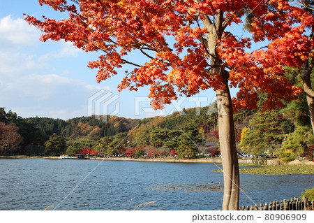 Pond and autumn leaves against the blue sky Nanko Park Pond and autumn leaves against the blue sky Nanko Park 80906909