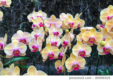 White orchid flower in garden at winter Phalaenopsis orchid. White orchid flower in garden at winter Phalaenopsis orchid. 80906926