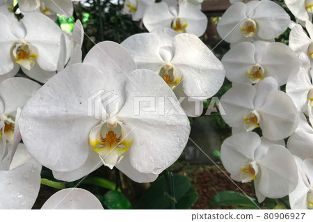 White orchid flower in garden at winter Phalaenopsis orchid. White orchid flower in garden at winter Phalaenopsis orchid. 80906927