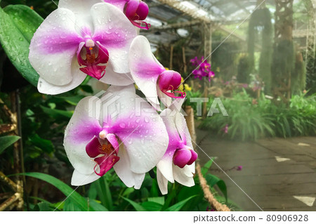 White orchid flower in garden at winter Phalaenopsis orchid. 80906928