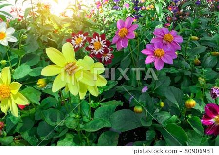 Cluster of bright golden yellow swamp Helianthus angustifolius sunflowers blooming in spring season Cluster of bright golden yellow swamp Helianthus angustifolius sunflowers blooming in spring season 80906931