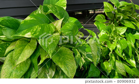 Spotted betel. Betel leaves spotted on the background Spotted betel. Betel leaves spotted on the background 80906932