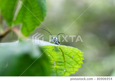 在葉子的長角牛甲蟲 80906954