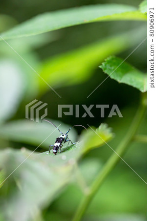 在葉子的長角牛甲蟲 80906971
