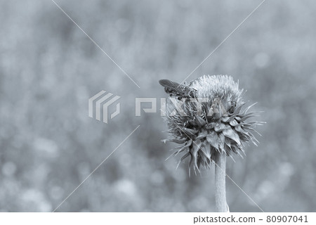 Bumblebee on a thistle, Patagonia 80907041