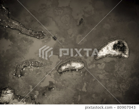 Flock of birds , Aerial View Flock of birds , Aerial View 80907043
