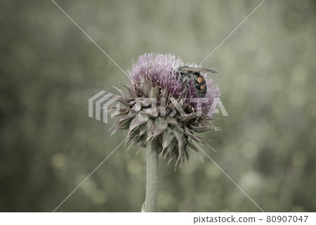Bumblebee on a thistle, Patagonia 80907047