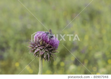 Bumblebee on a thistle, Patagonia 80907048