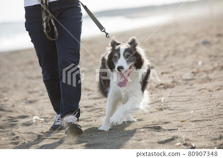 Black and white border collie taking a walk on the beach 80907348