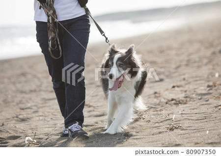 Black and white border collie taking a walk on the beach Black and white border collie taking a walk on the beach 80907350