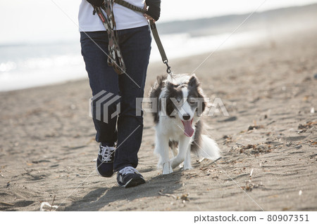 Black and white border collie taking a walk on the beach 80907351