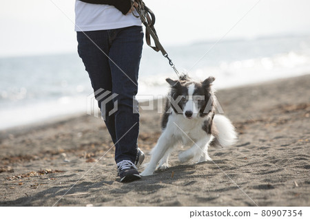 Black and white border collie taking a walk on the beach Black and white border collie taking a walk on the beach 80907354