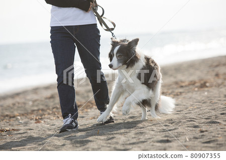 Black and white border collie taking a walk on the beach 80907355