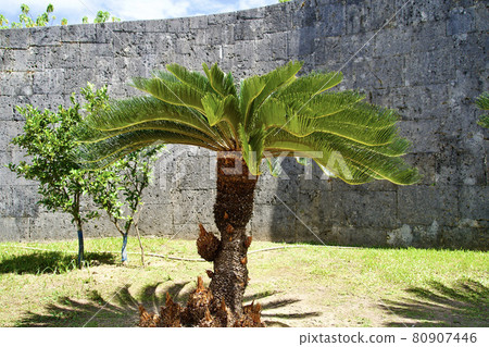 首里城的熱帶植物 80907446