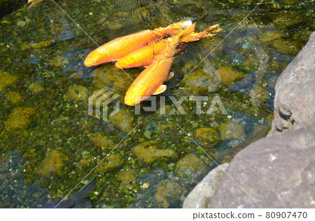 Three golden carps swimming in a group Three golden carps swimming in a group 80907470