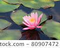 Water lily flowers 80907472