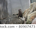 An otter looking into the distance 80907473