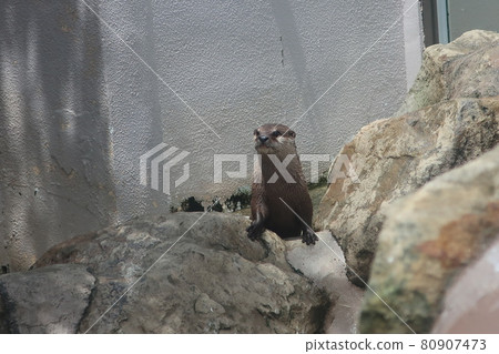 An otter looking into the distance 80907473