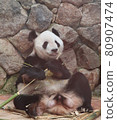 Panda to eat bamboo grass 80907474
