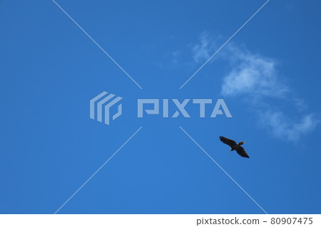 Blue sky and clouds and birds 80907475