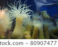 Sea anemones floating in the sea 80907477