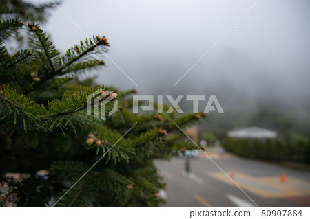 Pine cone Pine cone 80907884