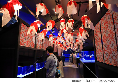 Sumida Aquarium Goldfish Aquarium 80907900