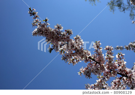 Nanking cherry blossom and sky Nanking cherry blossom and sky 80908129