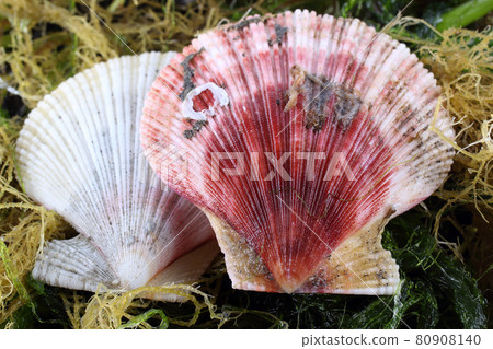 Scallops on alga. Sea background Scallops on alga. Sea background 80908140