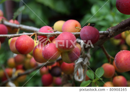 Growing plums. Red and yellow. Harvest Growing plums. Red and yellow. Harvest 80908165
