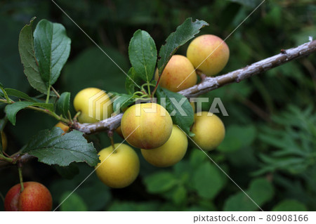 Growing plums. Red and yellow. Harvest Growing plums. Red and yellow. Harvest 80908166
