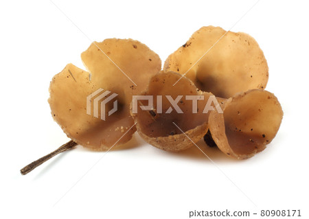 Peziza mushroom isolated on white background 80908171