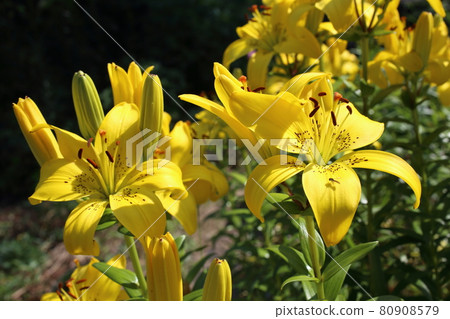 Yellow lilies growing in garden 80908579