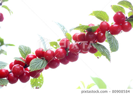 Growing Nanking cherry isolated on white. Far eastern delicacy Growing Nanking cherry isolated on white. Far eastern delicacy 80908584
