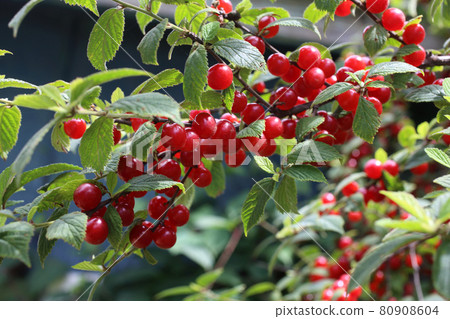 Nanking cherry. Far eastern delicacy Nanking cherry. Far eastern delicacy 80908604