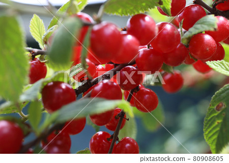 Nanking cherry. Far eastern delicacy Nanking cherry. Far eastern delicacy 80908605