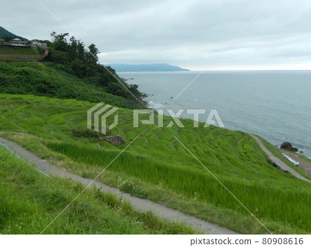 Sea of Japan and Shiromai Senmaida Sea of Japan and Shiromai Senmaida 80908616