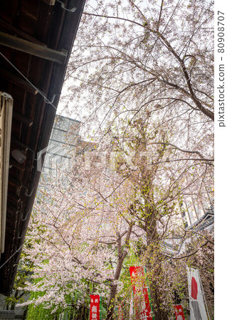 六角堂春天,寫字樓山谷上色的名木櫻花美雪 六角堂春天,寫字樓山谷上色的名木櫻花美雪 80908707