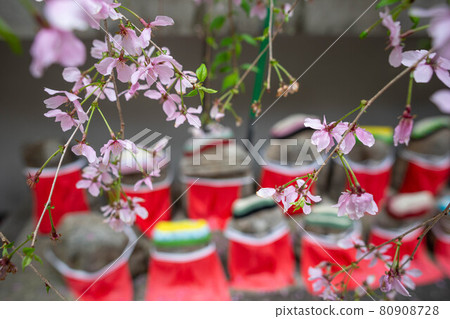In the spring of Rokkakudo, Jizo in red apron and knit hat and a branch of Miyuki Sakura 80908728