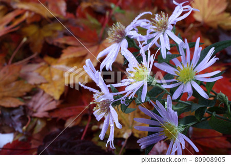 Chrysanthemums and autumn maple leaves background Chrysanthemums and autumn maple leaves background 80908905