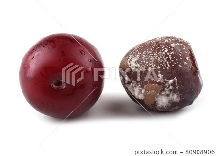 Plum and rotten plum Plum and rotten plum 80908906