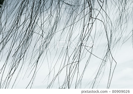 帶有令人不安印象的樹枝 80909026