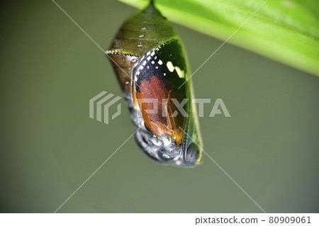 一隻樺樹蝴蝶，蛹，駐留在樹葉上。 80909061